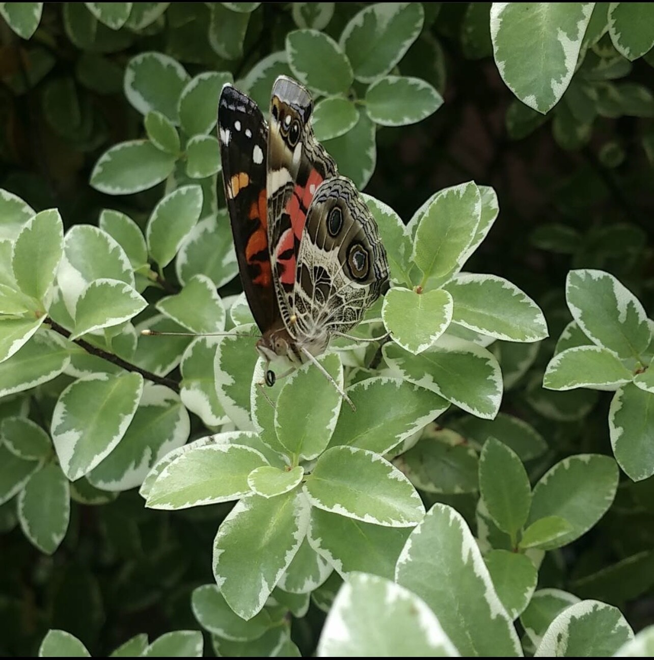 My Lola’s butterfly