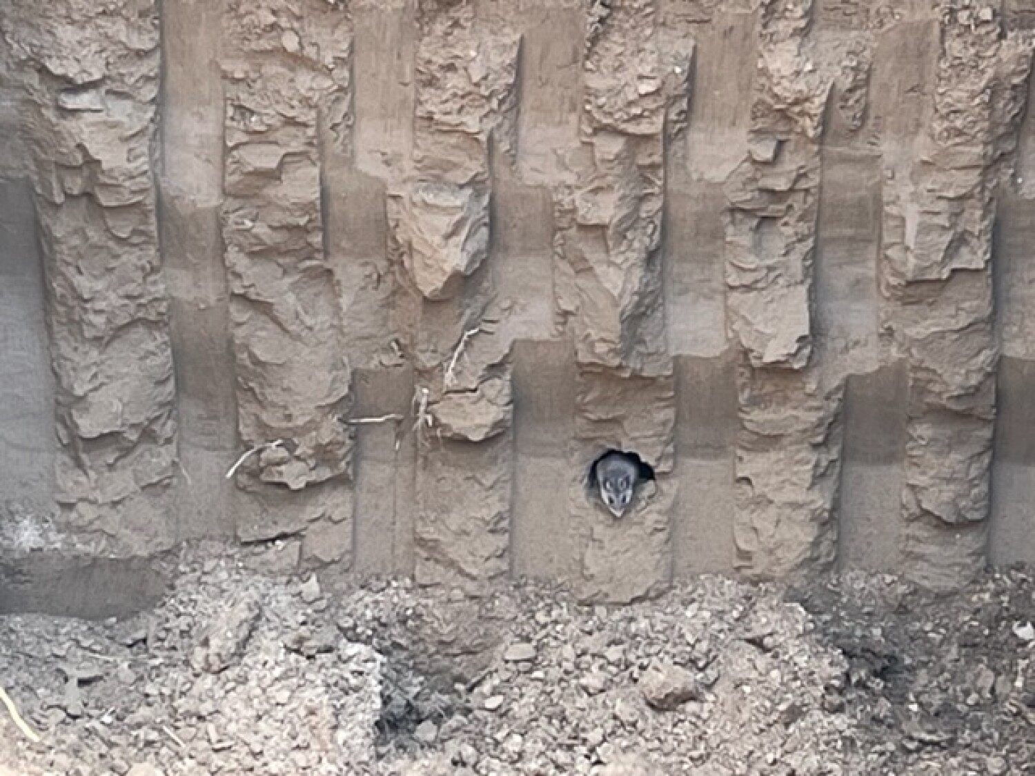 Little Mouse in Grave Plot