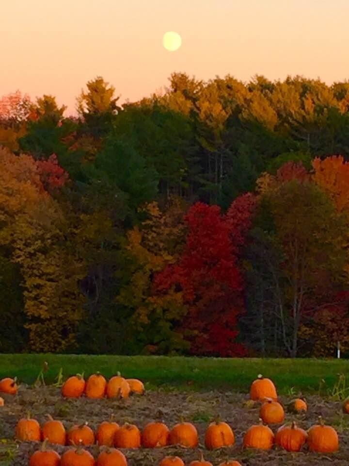 Maine Pumpkin Patch