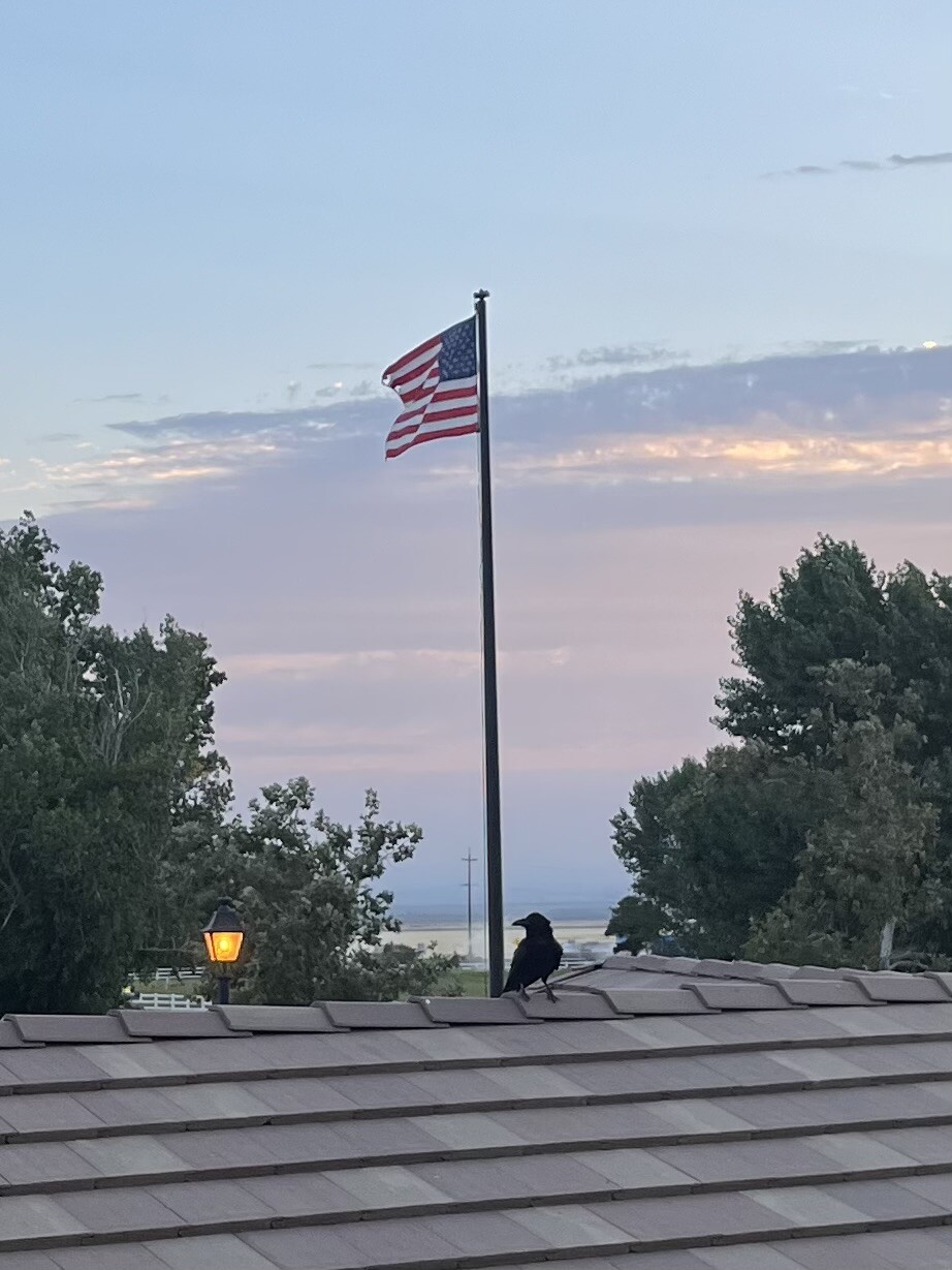 Summer evening at the vine.