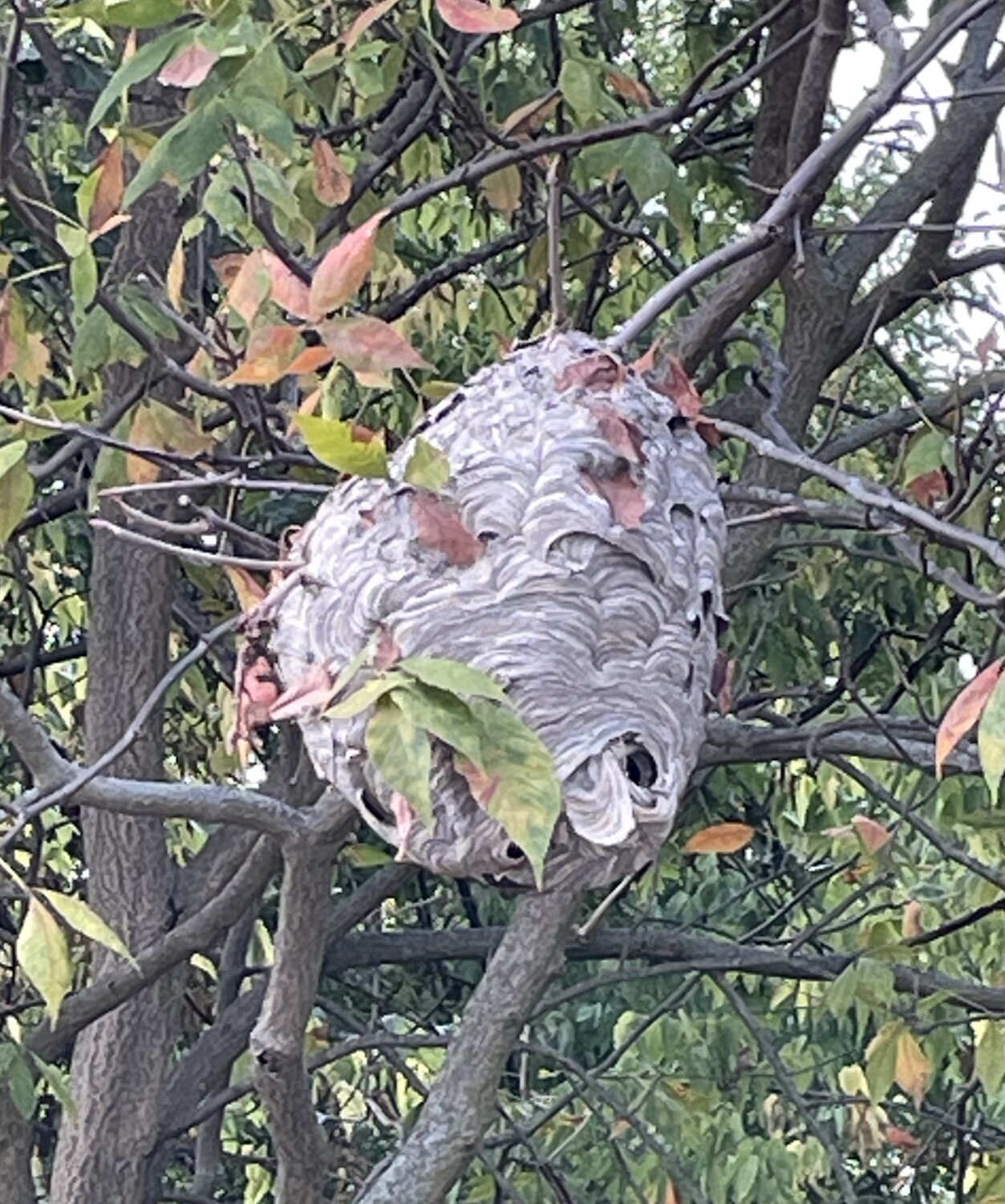 Nature's natural nest