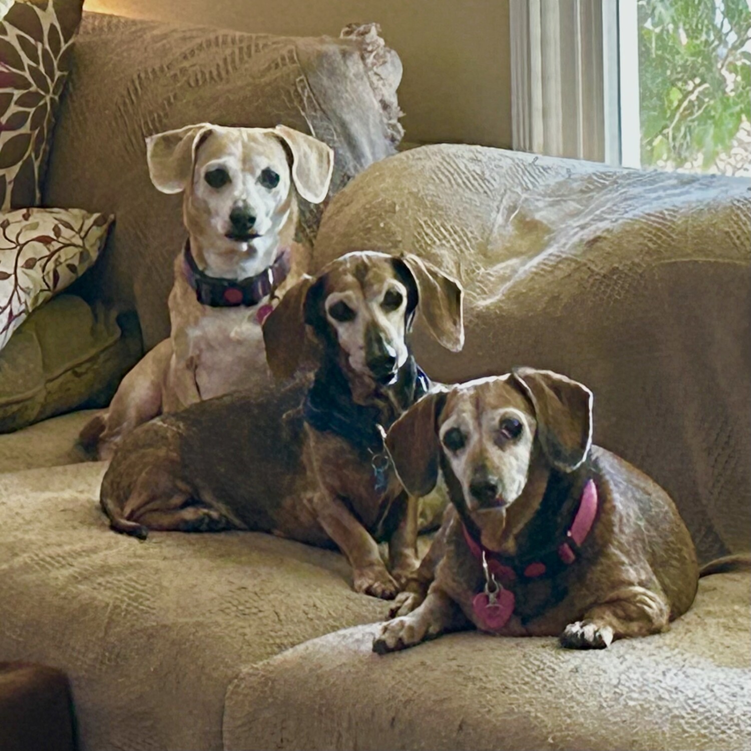 My Three Frosty Faces Angels