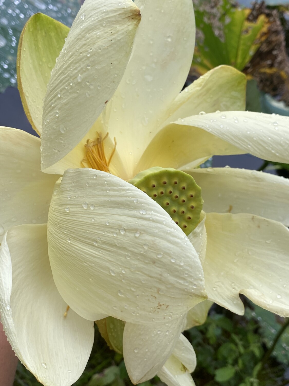 Nymphaeateae -Water Lilly