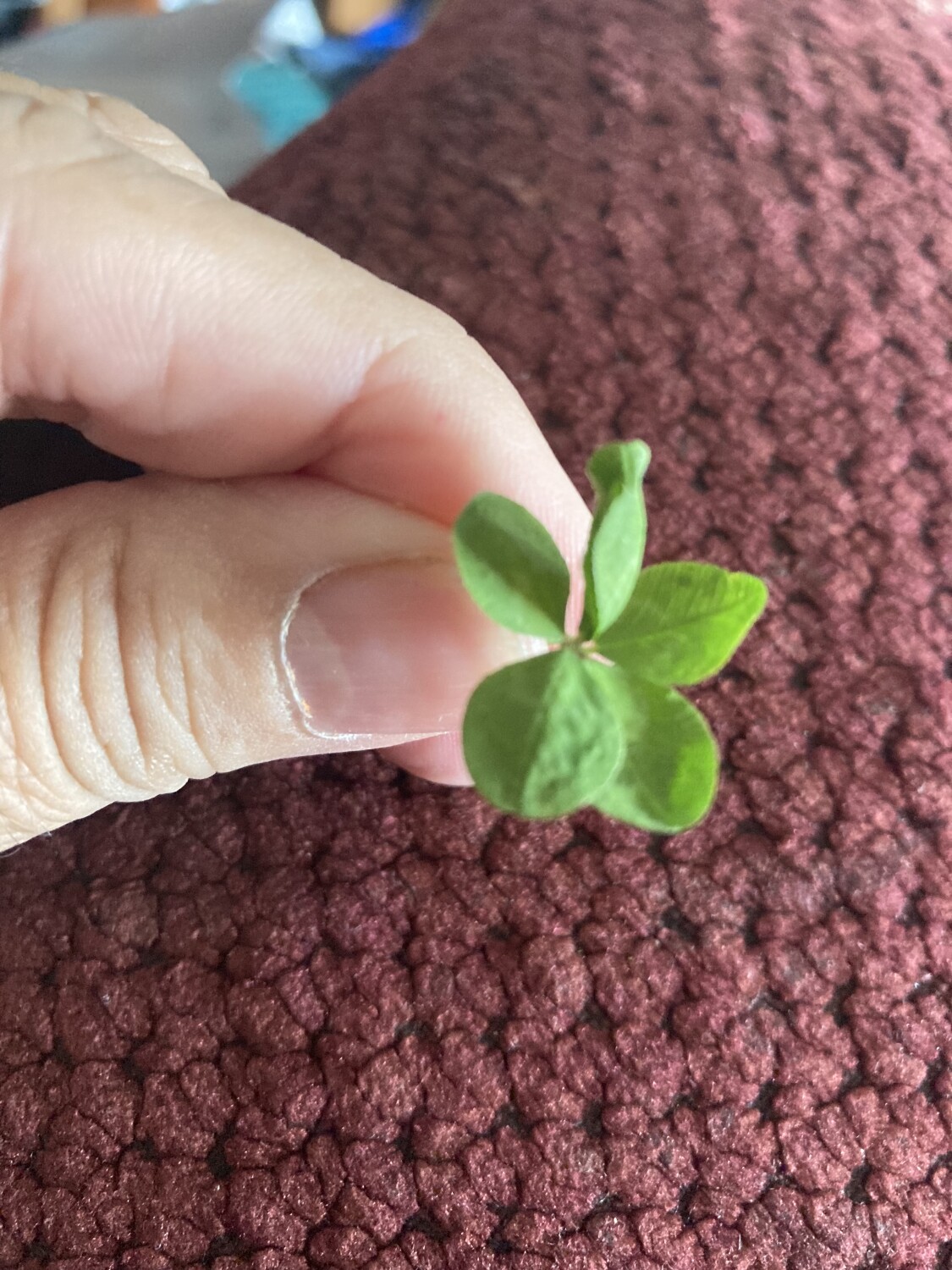 Five leaf clover