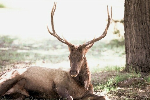 Elk