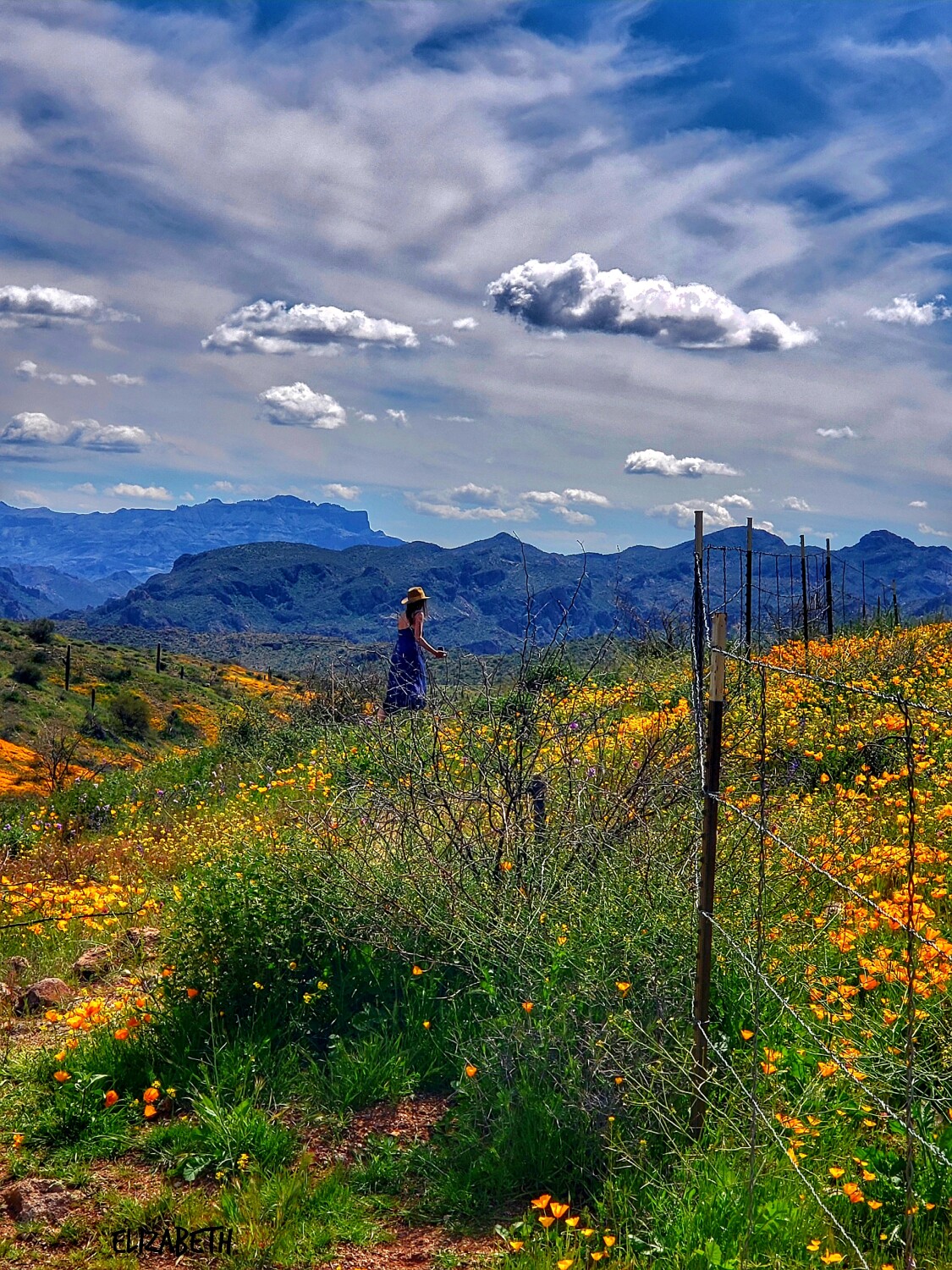 Poppy Field