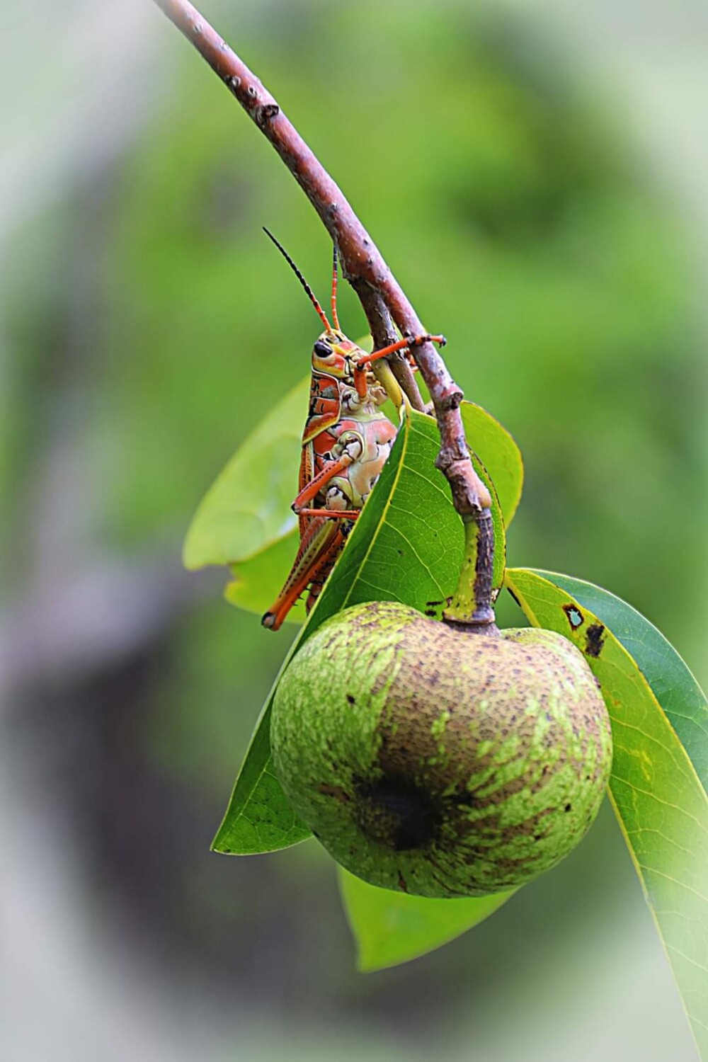 Picture perfect Florida