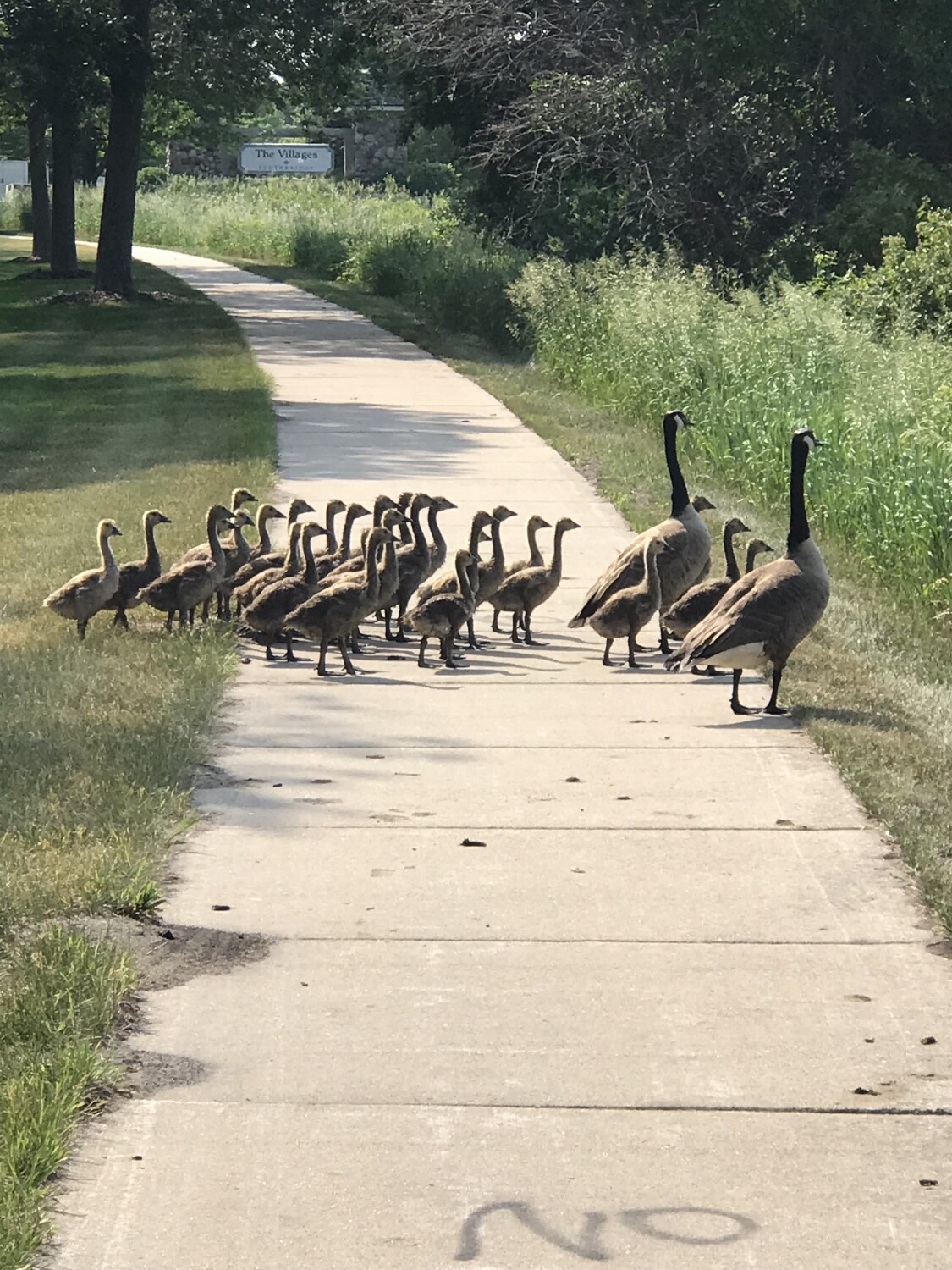 Goose Family