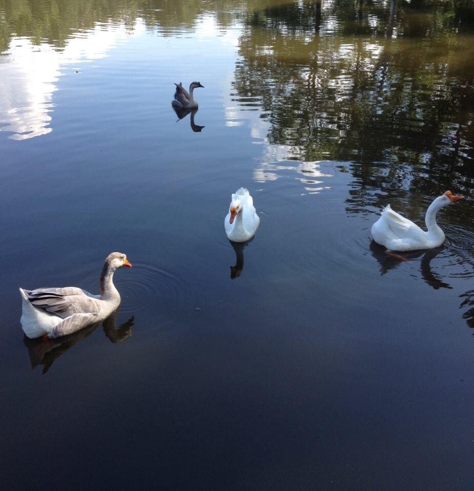 ….on Lucas Pond, Crossett, Arkansas