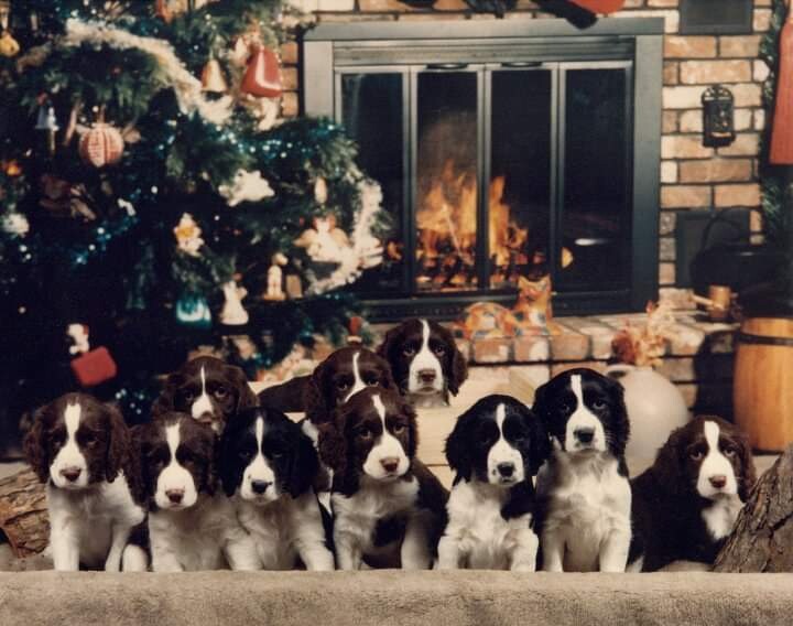 Ten Puppies