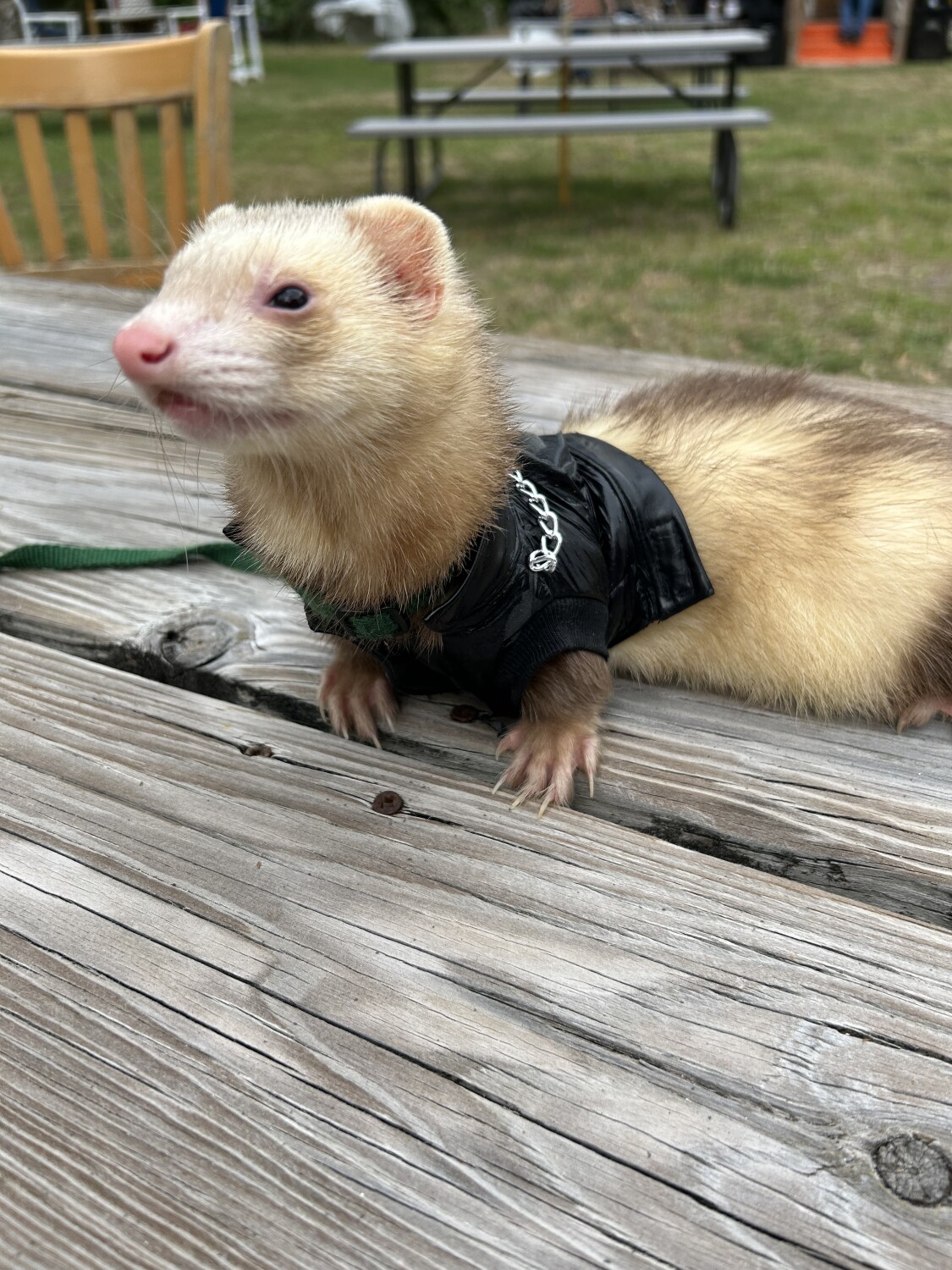 Cinnamon Biker Boy