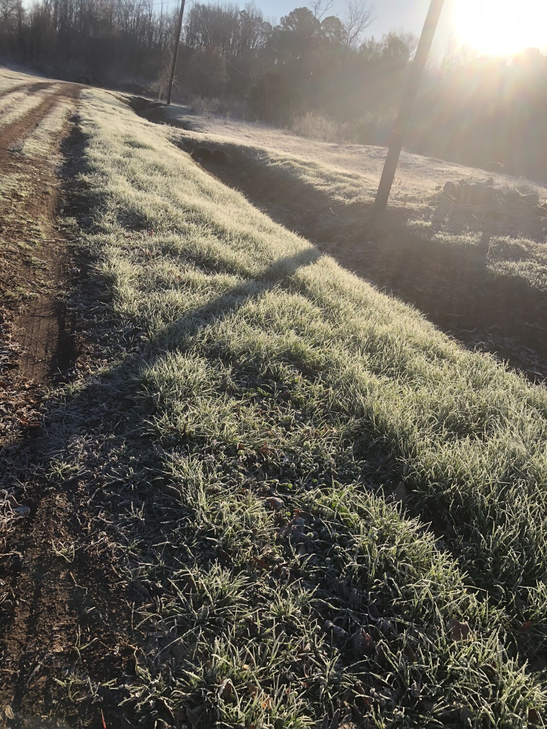 Morning Frost