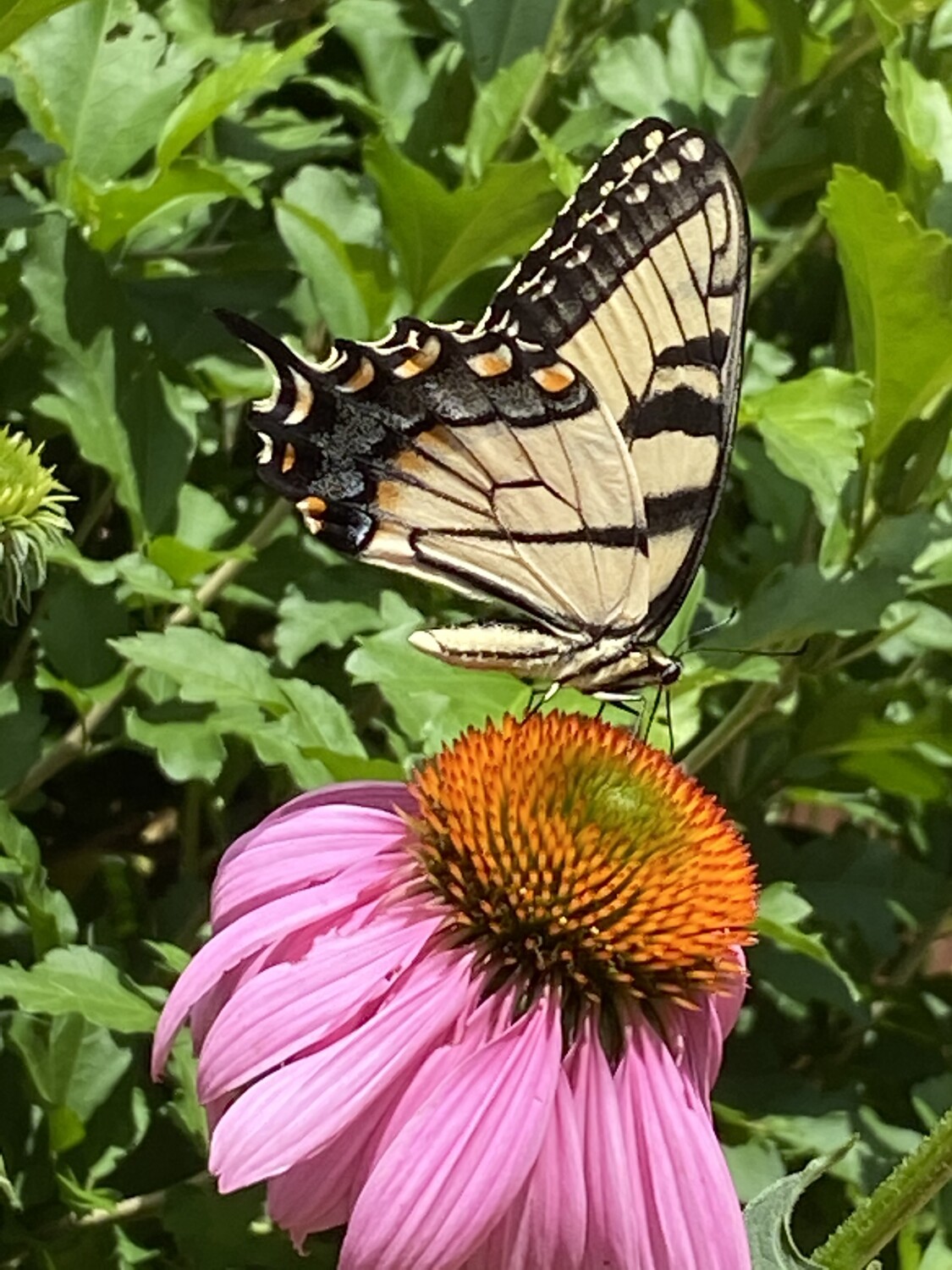 Caught in the Action