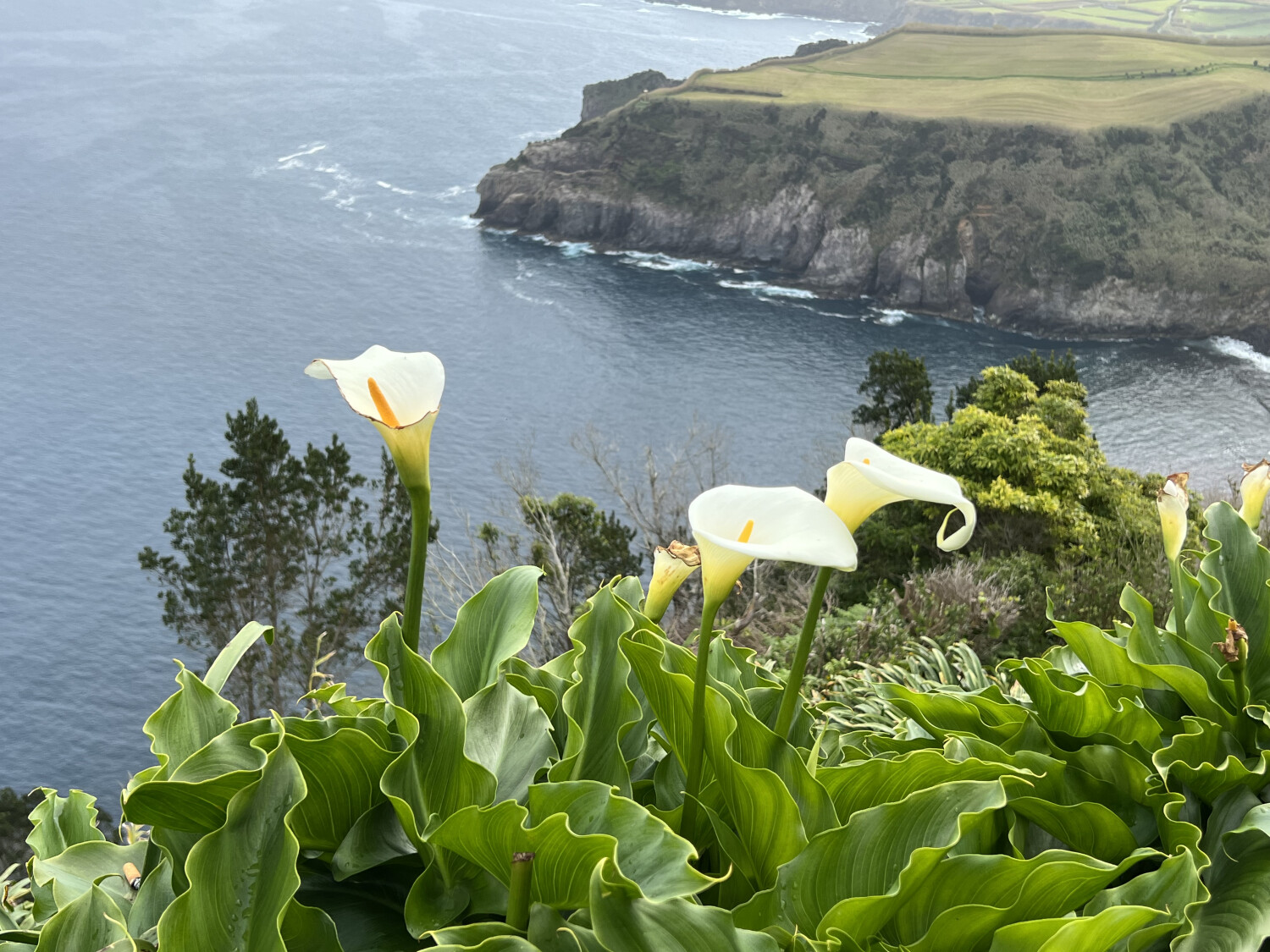 Flowers overlooking the sea