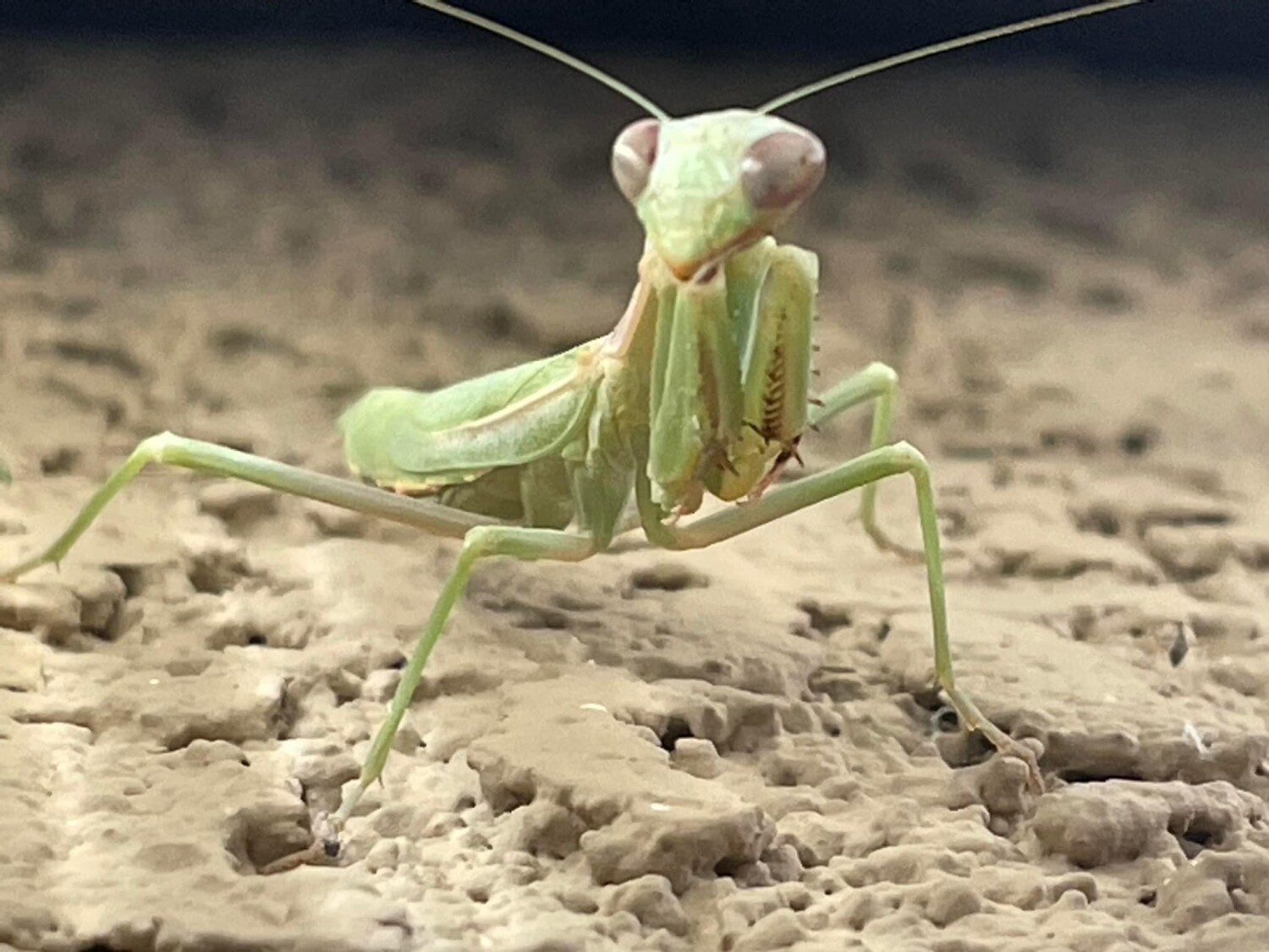 The Praying Mantis