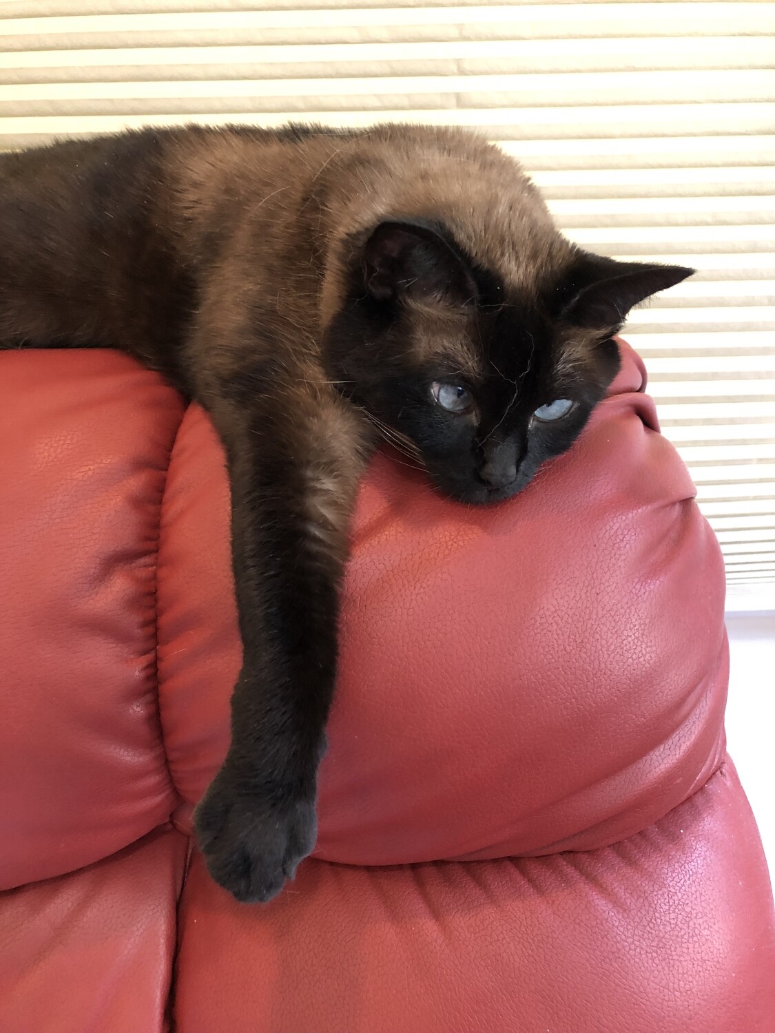 Just Hanging in There