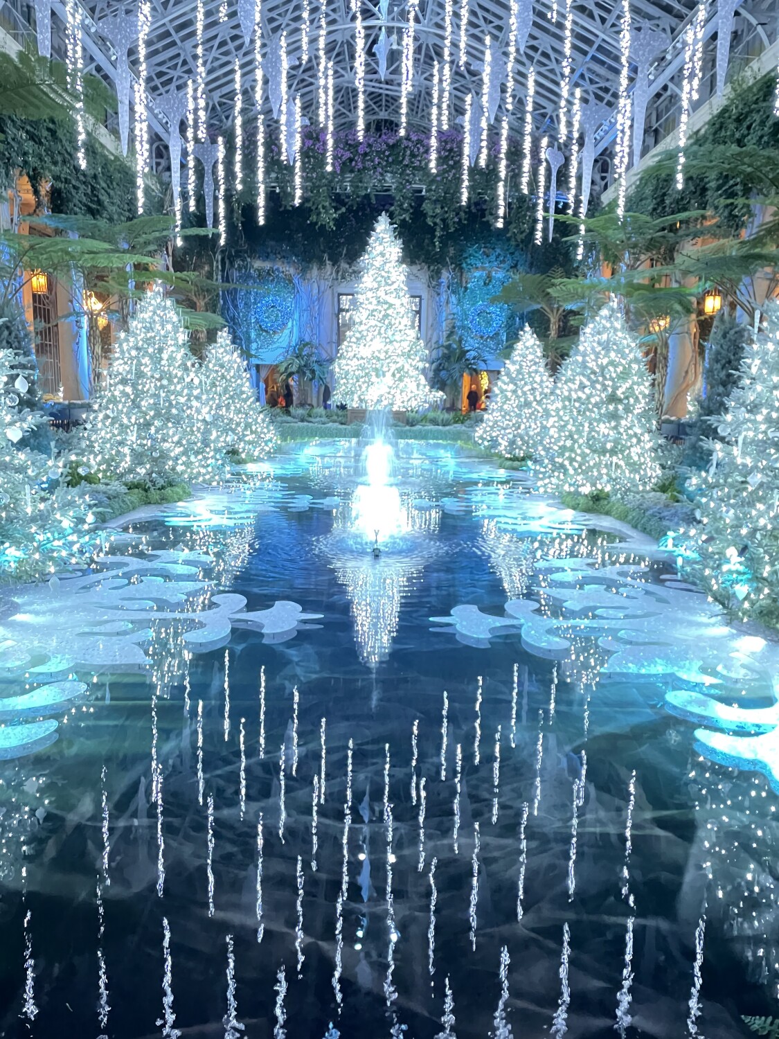 Reflection of Holiday Lights