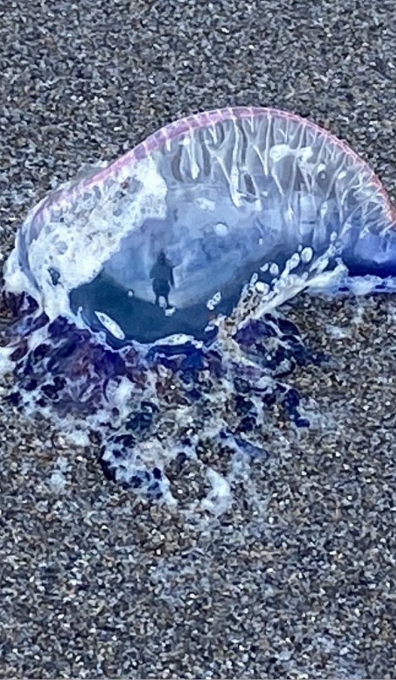 Man of war found me!