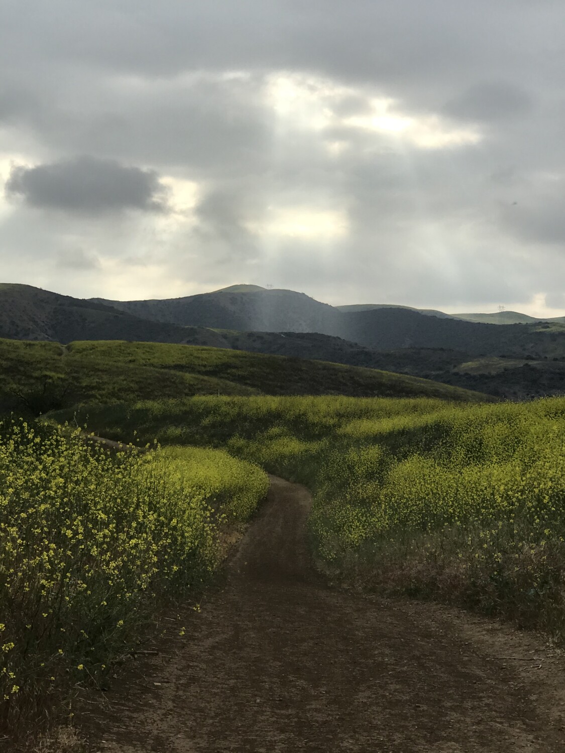 shades of green ray of light