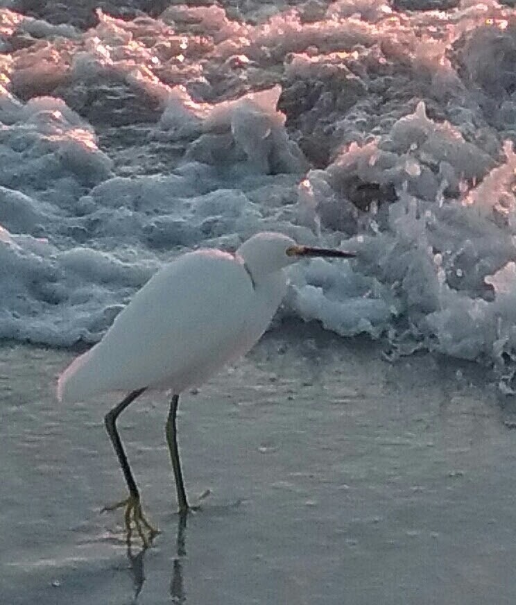 The Fortress Gaurdian