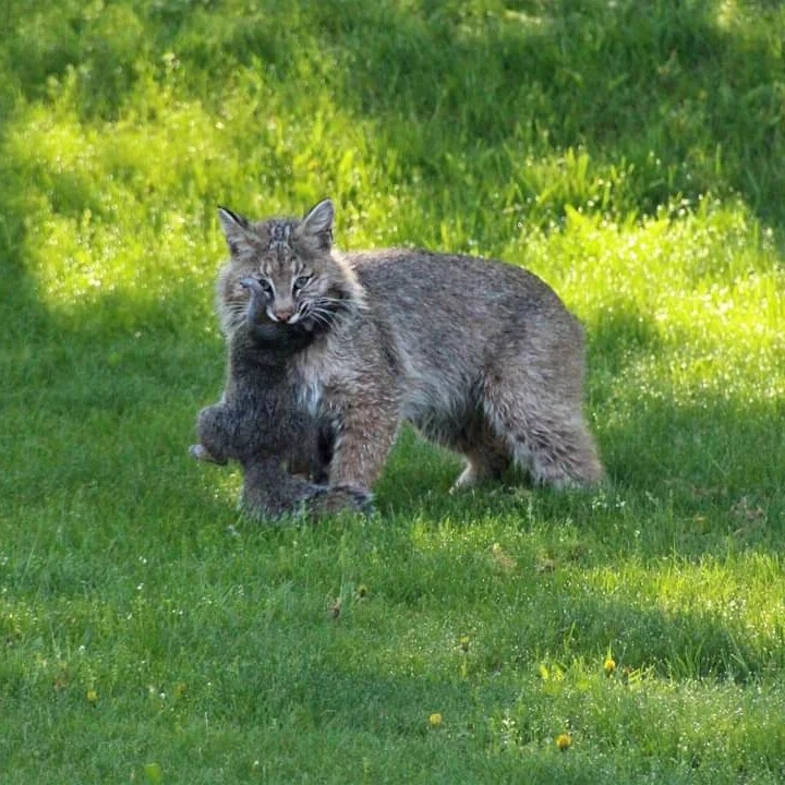 Hungry Bobcat