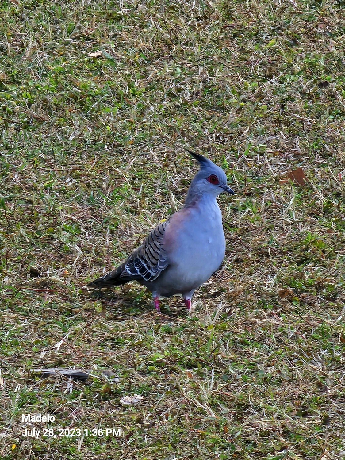 Crested pigeon