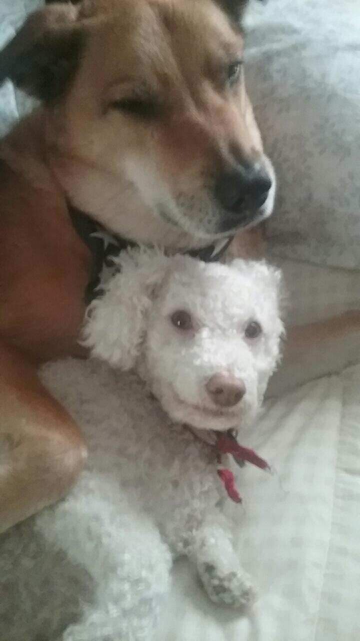 Forge and Bear. Best buddies