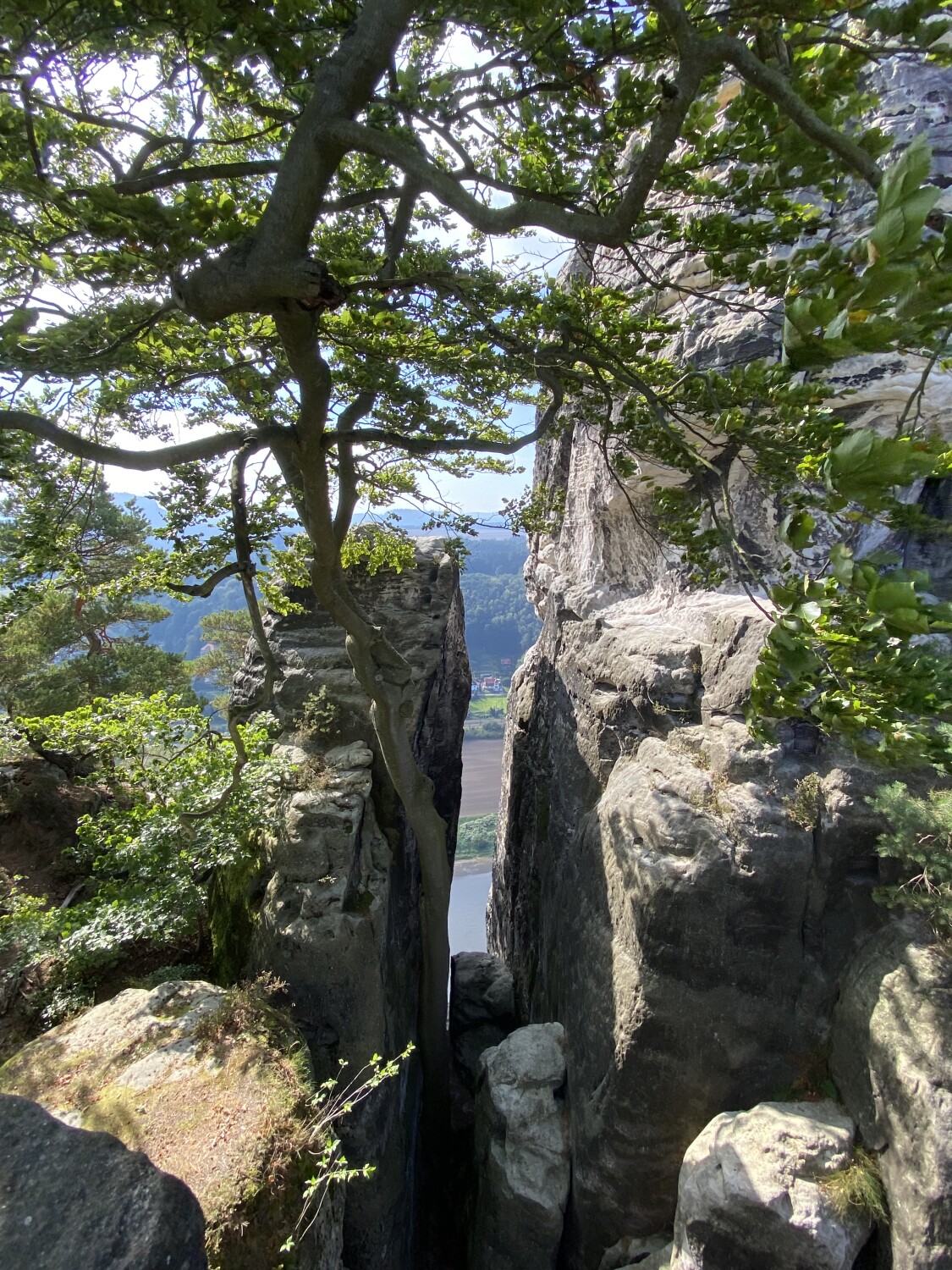 Peeking through the rocks