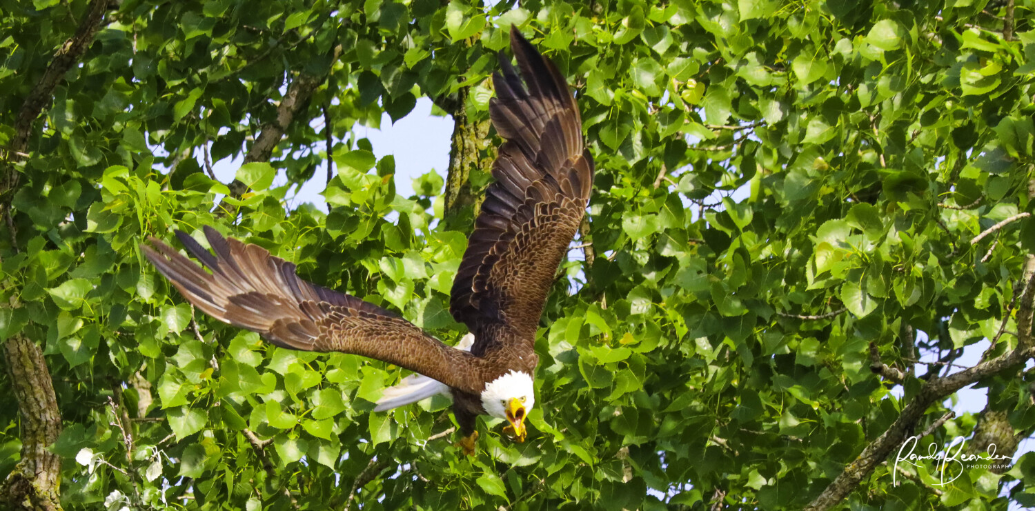 American Bald Eagle