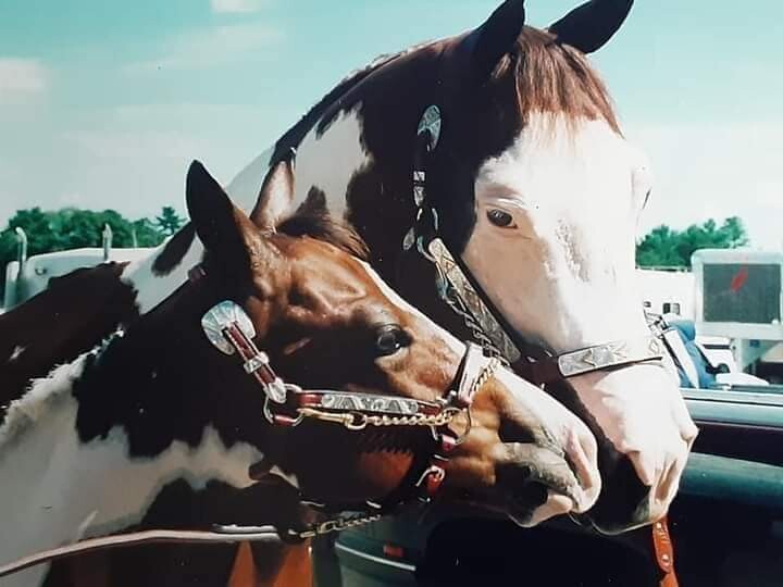 American Paint Horse's