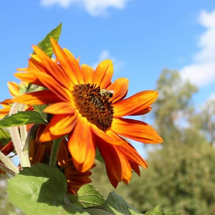 Bee on the sun flower