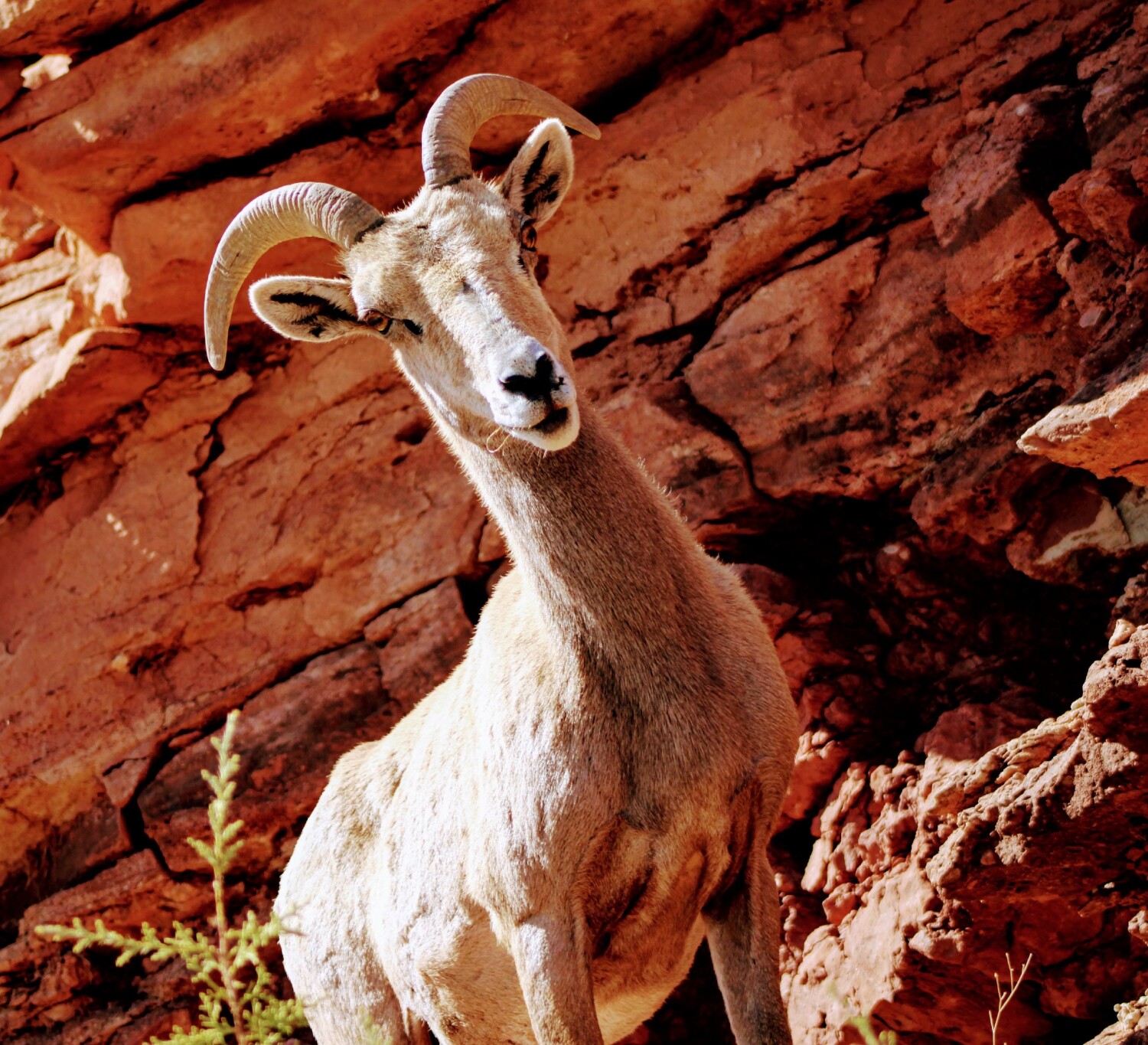 Bighorn Sheep
