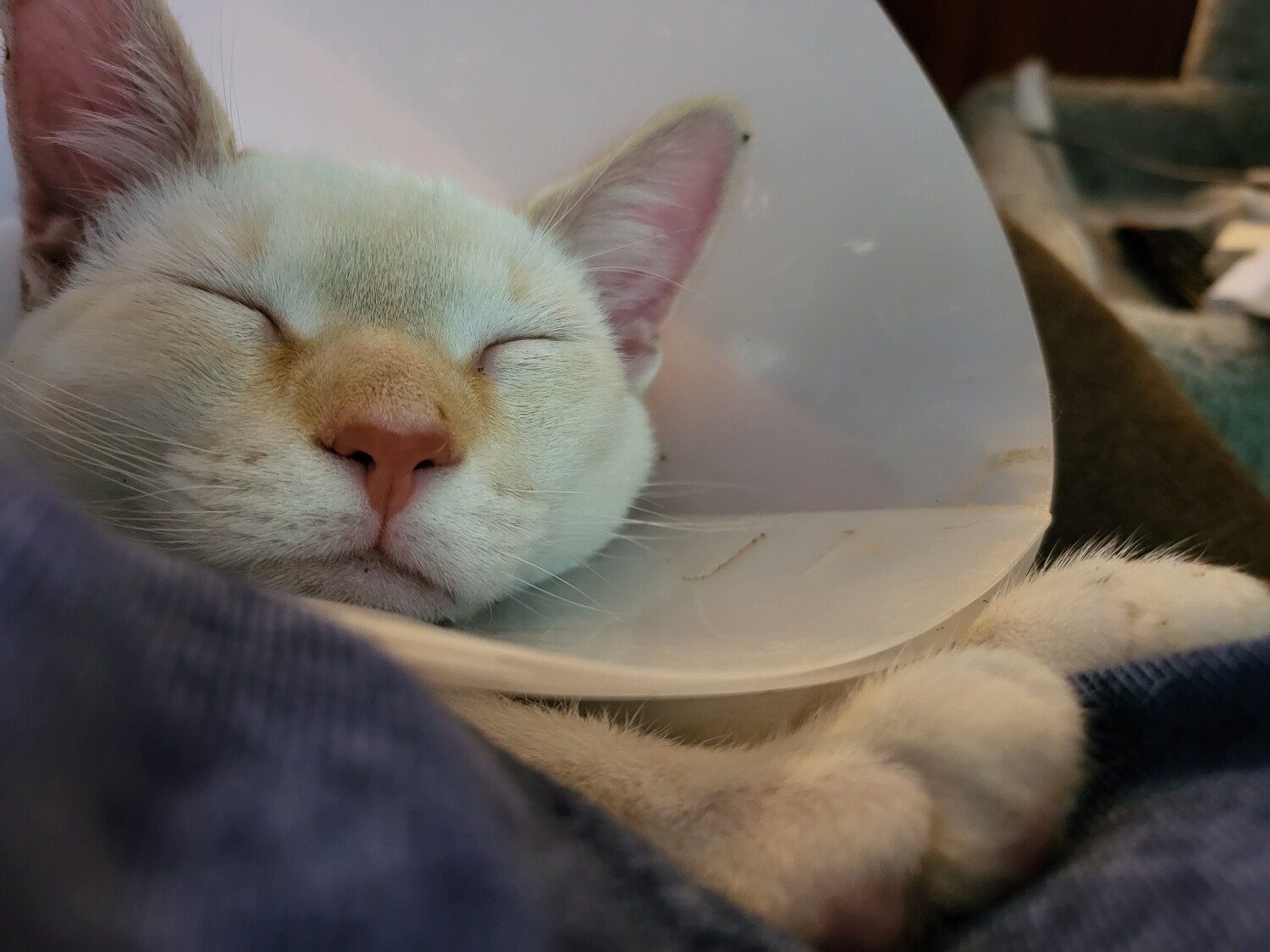 Cone misery