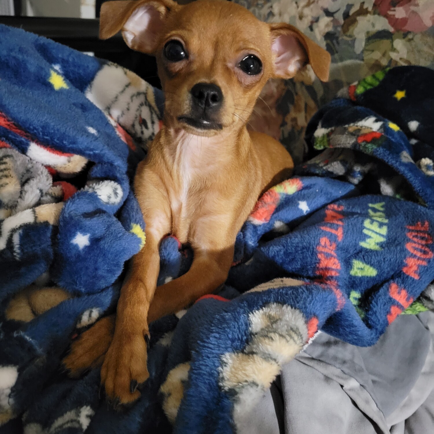 Belladonna aka Bella