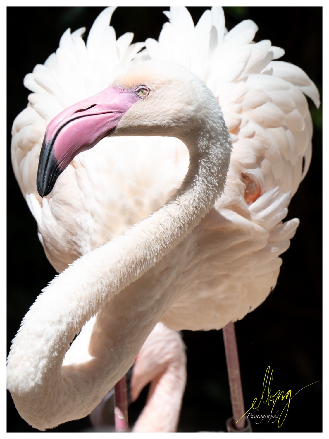 Beauty Through My Lens