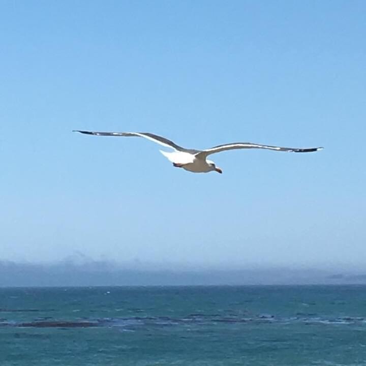 Wind Beneath my wings