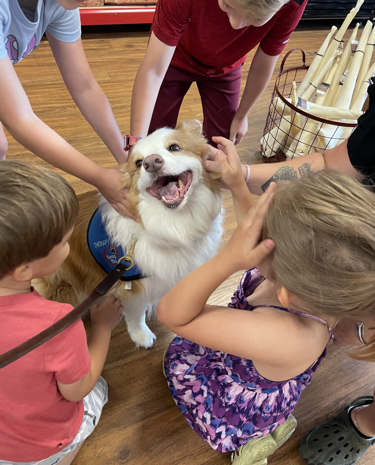 Therapy dogs rock !