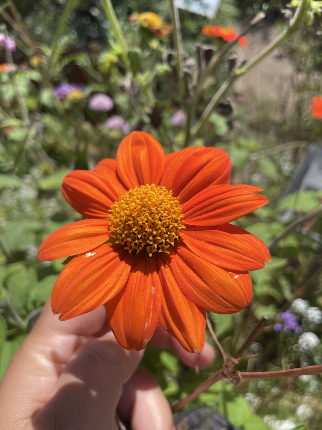 Mexican sun flower