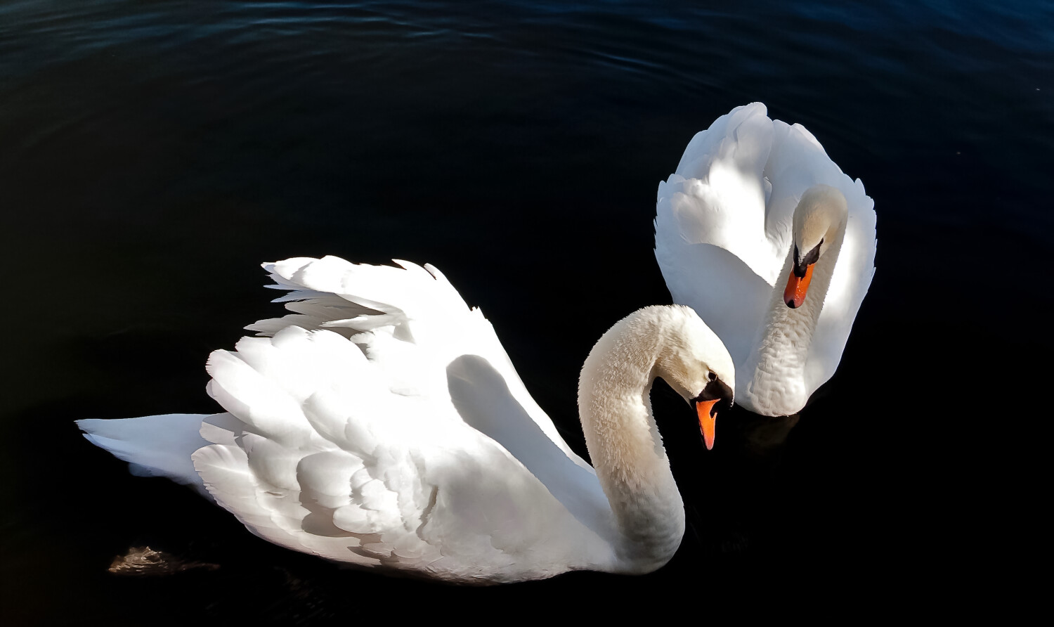 2 Swans