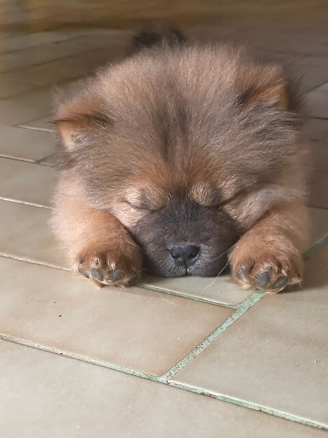 ChaCha female Chiw puppy