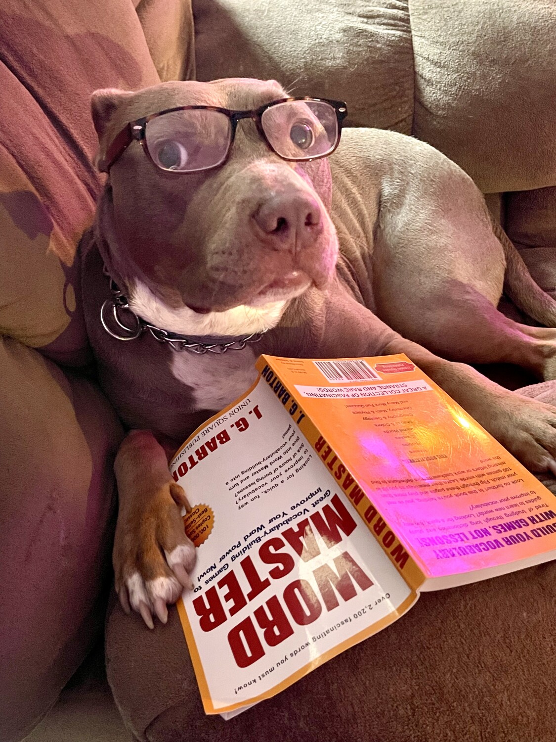 Koda Bear studying