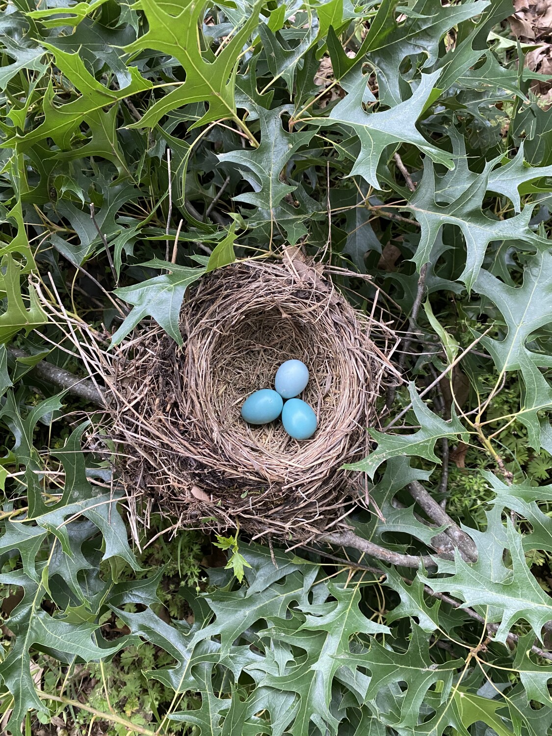 Robin Egg Blue