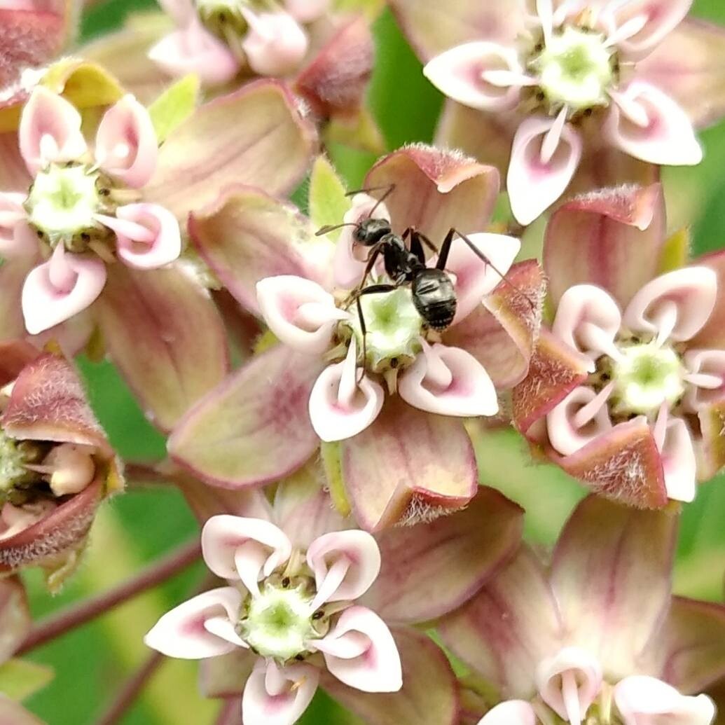 Sweetness of Milkweed
