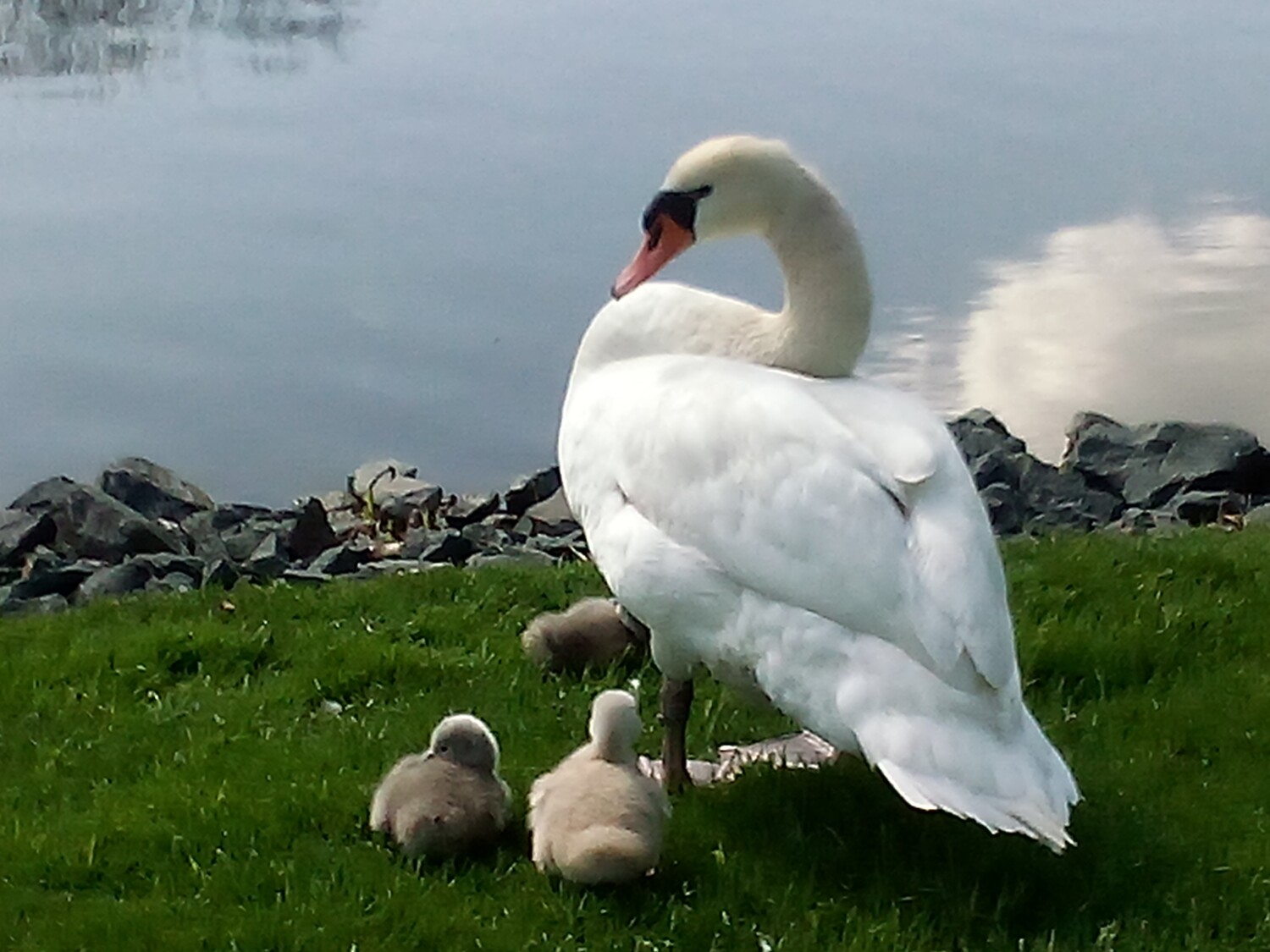 Swan and Babies
