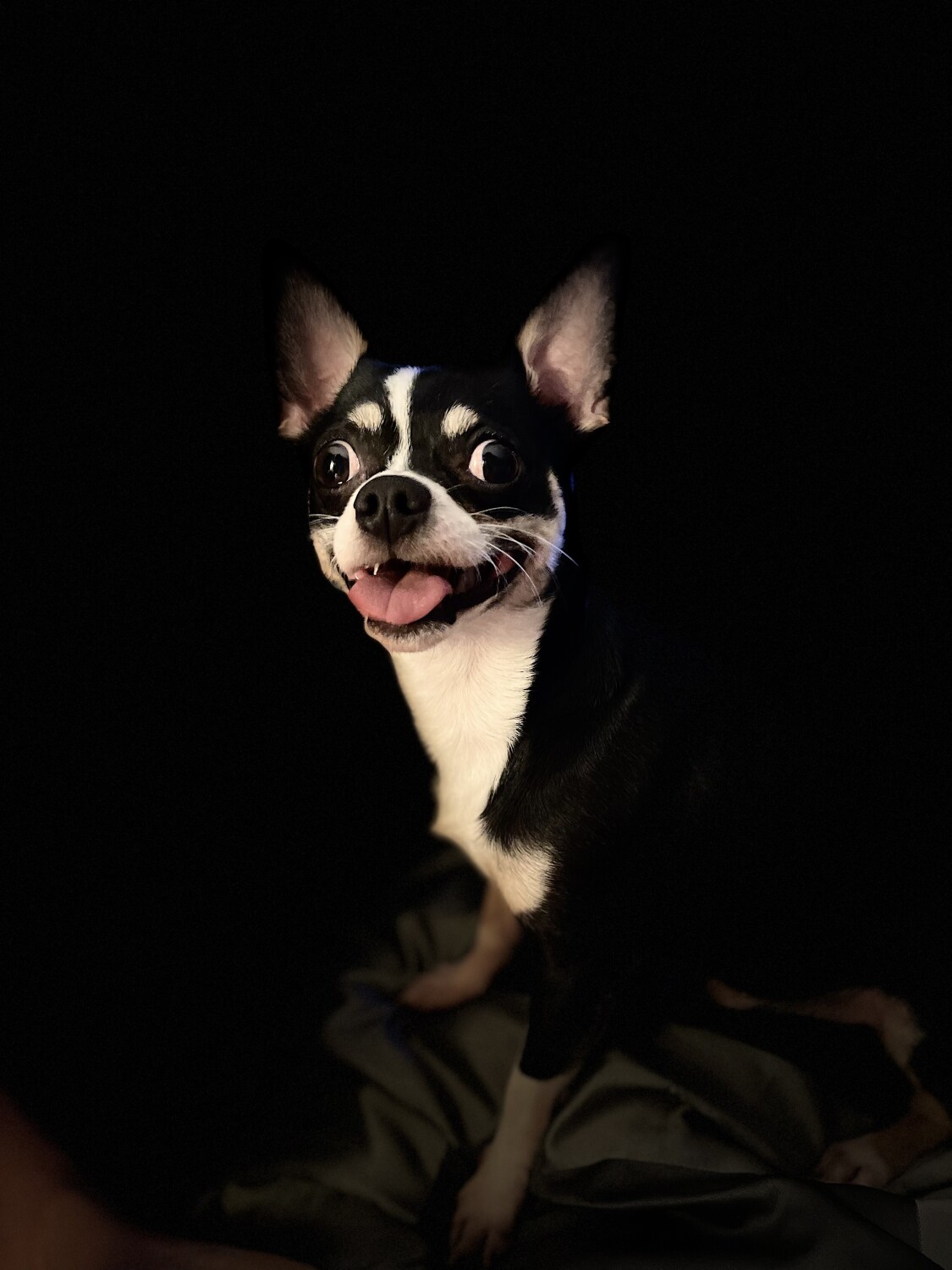 My Tippy aka Tippy Toes