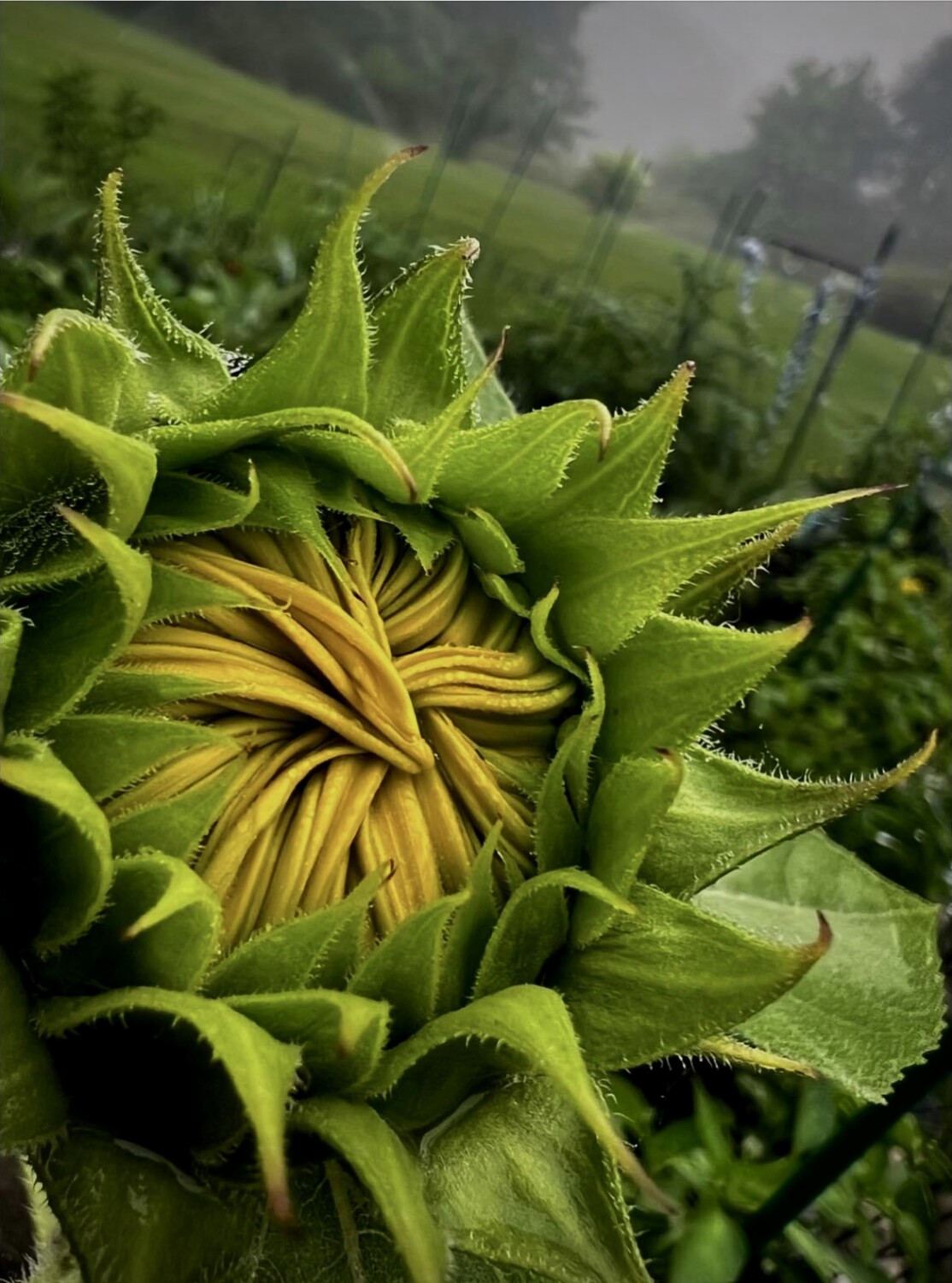 The sleepy sunflower