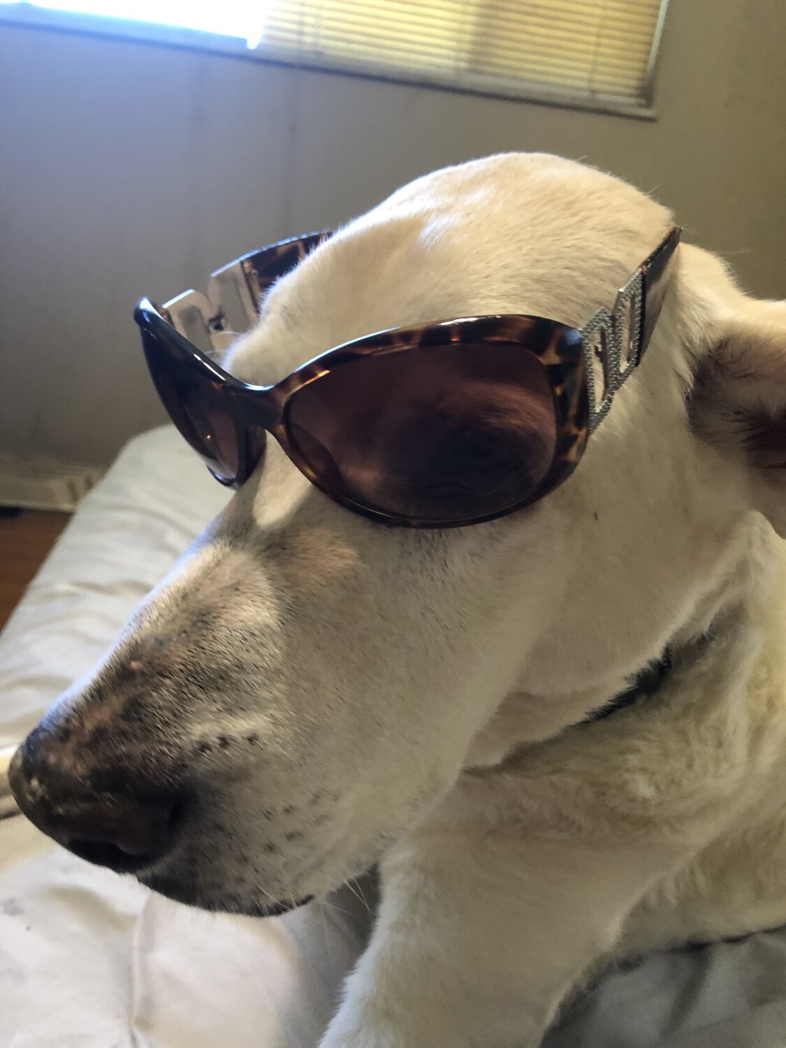 Riley has to wear shades.