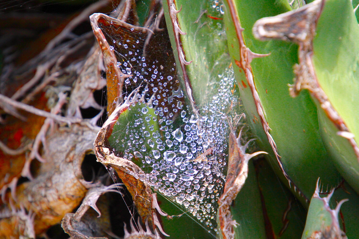 Dewdrop Web