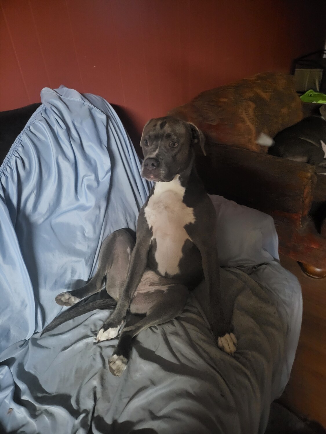 Bonnie blue bell starr