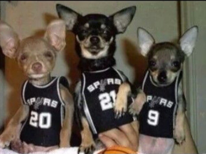 Spurs Chihuahuas